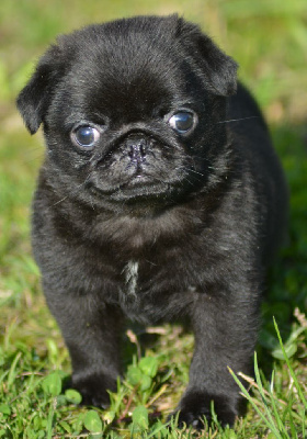 Les chiots de Carlin