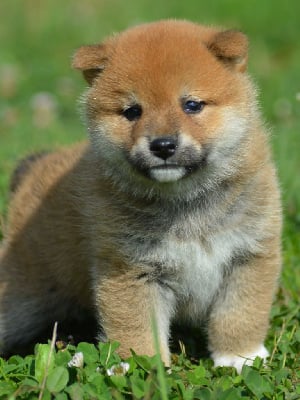 Les chiots de Shiba