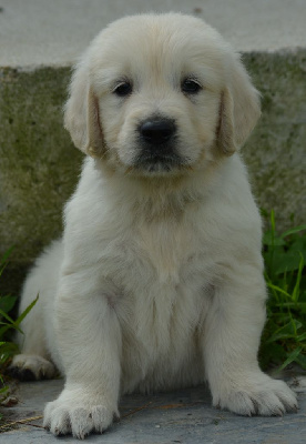 Les chiots de Golden Retriever