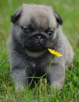 CHIOT 2 (Collier Bleu) - Carlin