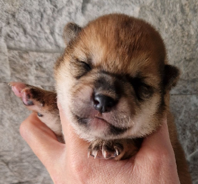 Les chiots de Shiba