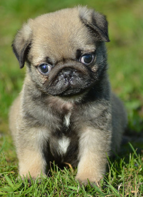 Les chiots de Carlin