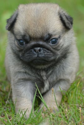 Les chiots de Carlin