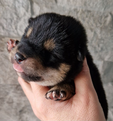 Les chiots de Shiba