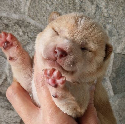 Les chiots de Shiba