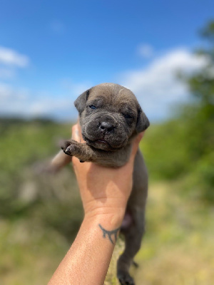 CHIOT 11 - Cane Corso