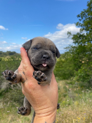 CHIOT 8 - Cane Corso