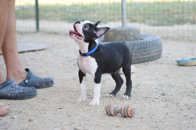 Les chiots de Boston Terrier