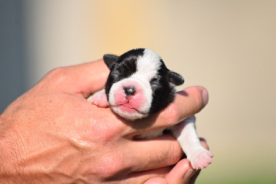 Les chiots de Boston Terrier