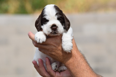 Femelle chocolat et blanc - Cocker Spaniel Anglais