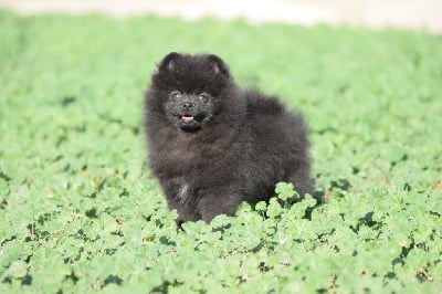 Les chiots de Spitz allemand