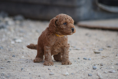 Les chiots de Caniche