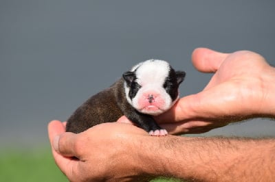 Les chiots de Boston Terrier