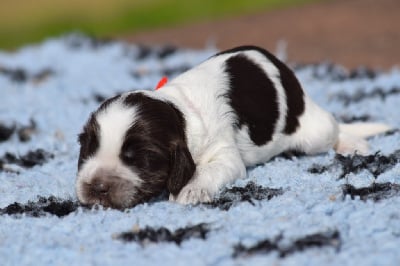 Les chiots de Cocker Spaniel Anglais