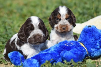 CHIOT - Cocker Spaniel Anglais