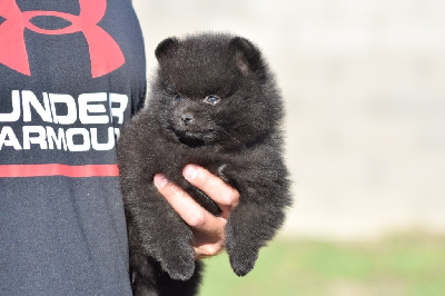 Les chiots de Spitz allemand