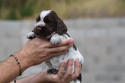 Les chiots de Cocker Spaniel Anglais