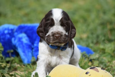 CHIOT - Cocker Spaniel Anglais