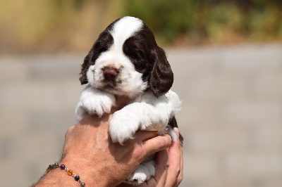 Les chiots de Cocker Spaniel Anglais