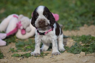 Les chiots de Cocker Spaniel Anglais