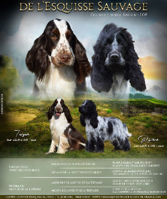 Les chiots de Cocker Spaniel Anglais