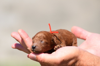 Les chiots de Caniche