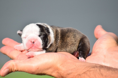 Les chiots de Boston Terrier