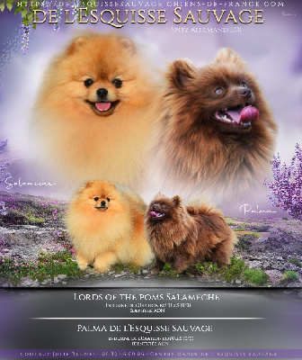 Les chiots de Spitz allemand