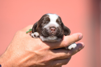 Les chiots de Cocker Spaniel Anglais