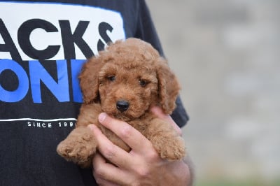 Les chiots de Caniche