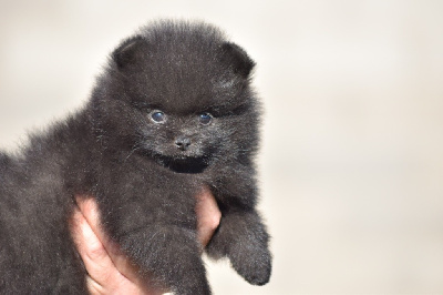 Les chiots de Spitz allemand