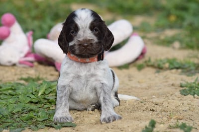 CHIOT - Cocker Spaniel Anglais