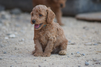 Les chiots de Caniche