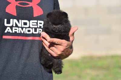 Les chiots de Spitz allemand