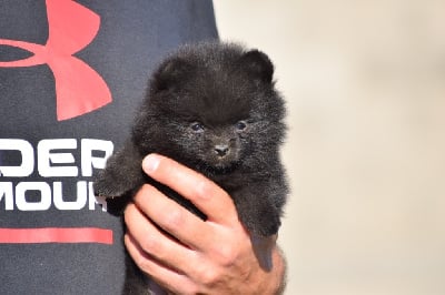 Les chiots de Spitz allemand