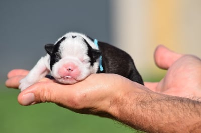 Les chiots de Boston Terrier