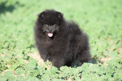 Les chiots de Spitz allemand