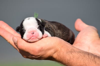 Les chiots de Boston Terrier