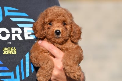 Les chiots de Caniche