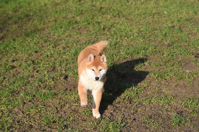 Les chiots de Shiba