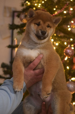 Les chiots de Shiba