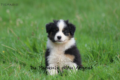 Les chiots de Berger Australien