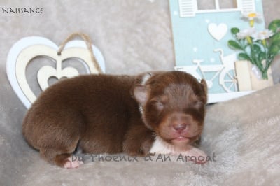 Les chiots de Berger Australien