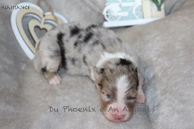 Les chiots de Berger Australien