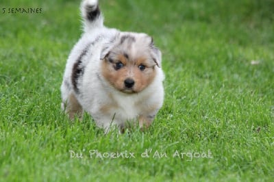 Les chiots de Berger Australien