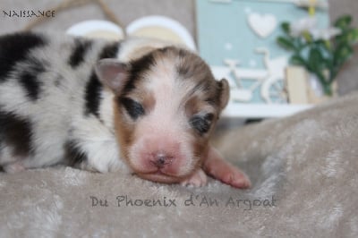 Les chiots de Berger Australien