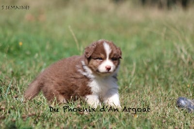 Les chiots de Berger Australien