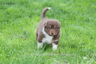 Les chiots de Berger Australien