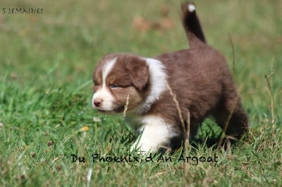 Les chiots de Berger Australien