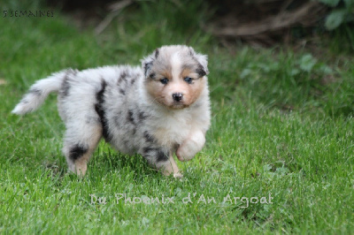 Les chiots de Berger Australien